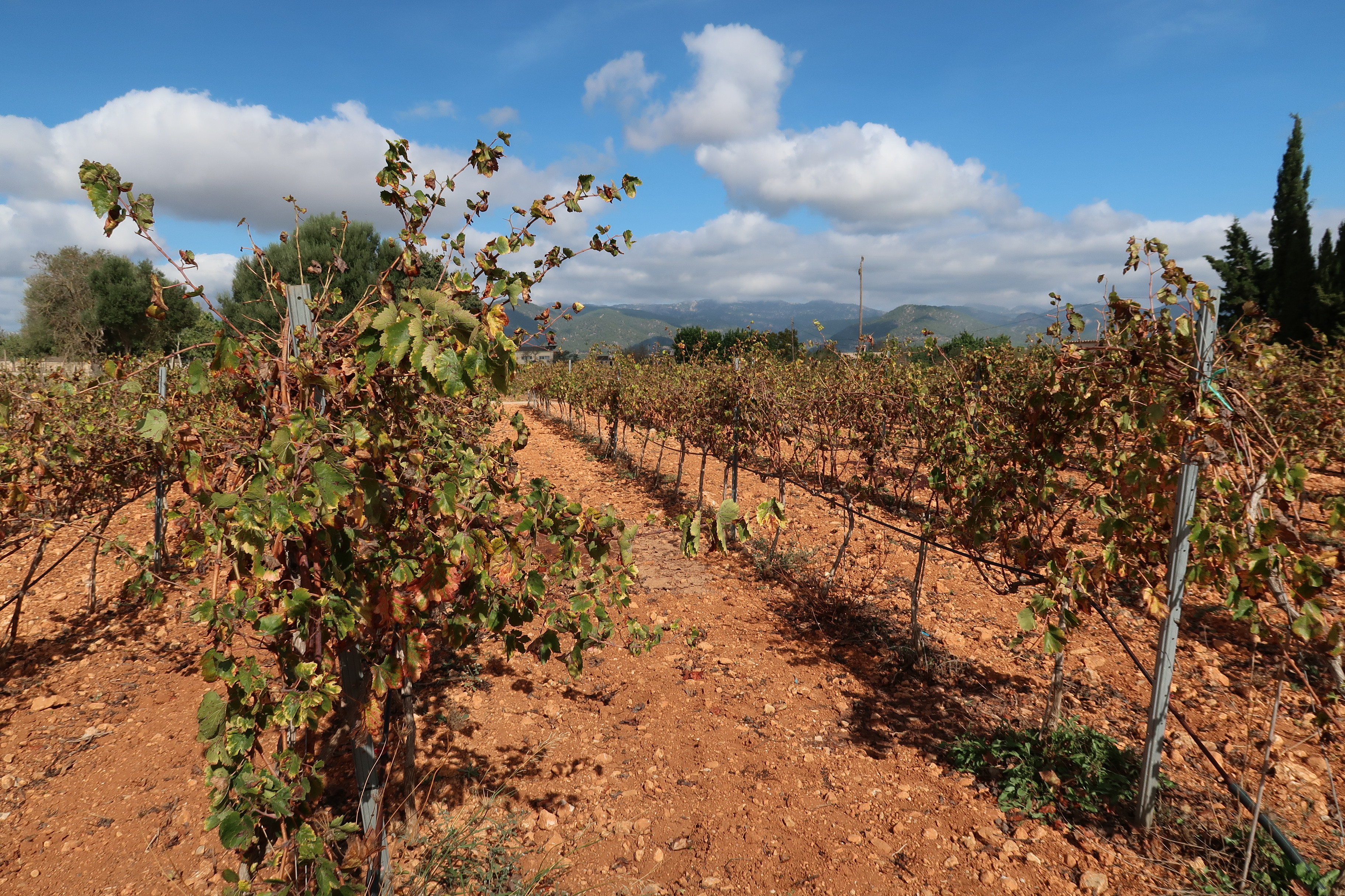 El Consell continuarà impulsant el producte de Mallorca i l’economia local. 